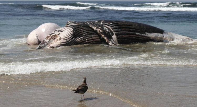 Encuentran enorme ballena muerta en costas de Oaxaca