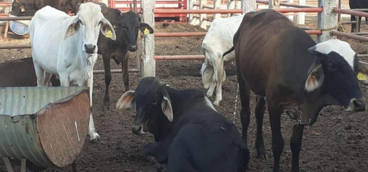 Ante casos de rabia, destinará Oaxaca 2 mdp para vacunar 200 mil cabezas de ganado
