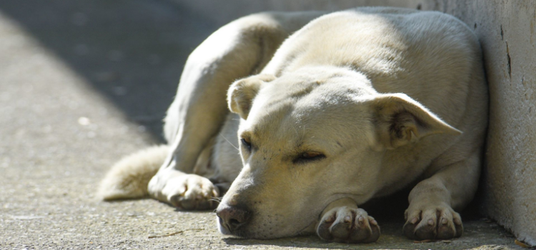 Encarcelan a perrito en la Sierra Sur de Oaxaca