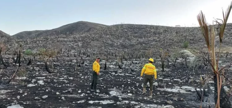 Reportan incendio forestal en la zona mixteca de Oaxaca