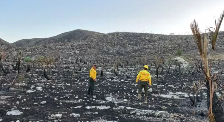 Reportan incendio forestal en la zona mixteca de Oaxaca