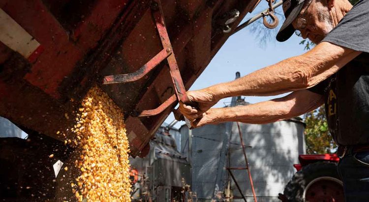 Exige EU a México explique argumento para prohibir maíz transgénico
