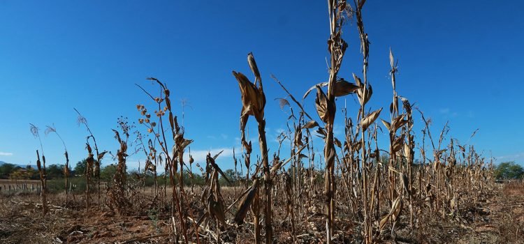 Ante sequía en Oaxaca, proyectan traer agua del río Cajonos y reactivar seis pozos