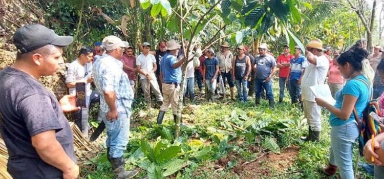 Incendio en Los Chimalapas consume plantaciones del programa Sembrando Vida en Oaxaca