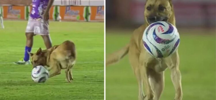 Alebrijes de Oaxaca adoptan a lomito que ingresó en pleno partido; vivirá en el estadio