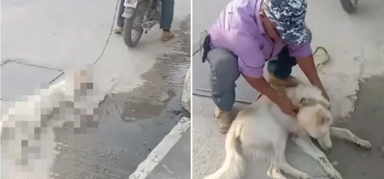 Siguen los casos de maltrato animal en Oaxaca: hombre arrastraba a lomito desde una moto