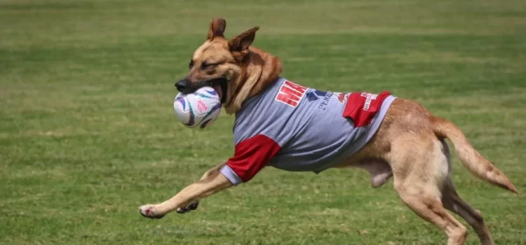 Nuevo refuerzo de Oaxaca, presentan a Max, el lomito adoptado tras meterse a la cancha