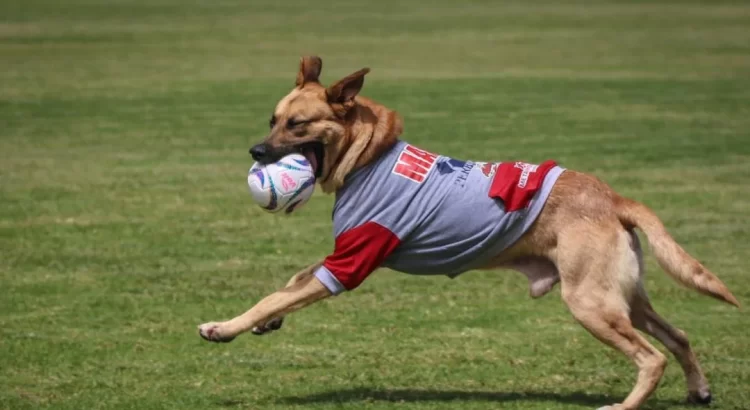 Nuevo refuerzo de Oaxaca, presentan a Max, el lomito adoptado tras meterse a la cancha