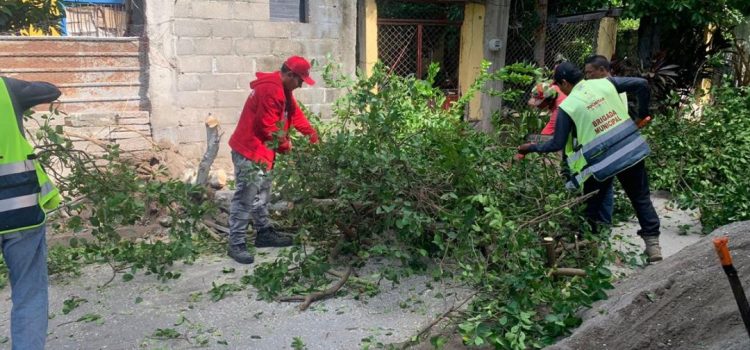 Vientos derriban árboles y dejan sin luz a comunidades de Oaxaca; suman 3 tráileres volcados