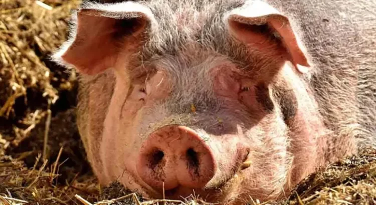 Registra Reino Unido el primer caso humano de influenza porcina Registra Reino Unido el primer caso humano de influenza porcina