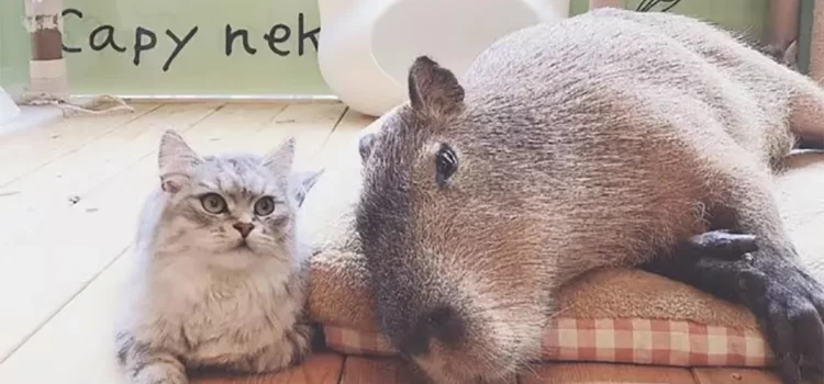 Abren cafetería llena de gatos … y capibaras Abren cafetería llena de gatos … y capibaras