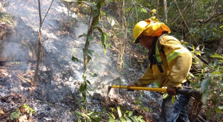 Liquidan cuatro incendios forestales en la Sierra de Juárez y Mixteca de Oaxaca