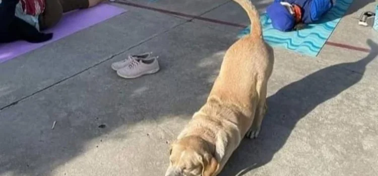 Arman colecta para Toby, perrito de Oaxaca que hace yoga y necesita una cirugía