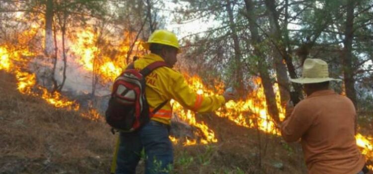 Emergencia en pueblos de Oaxaca por incendios forestales; ayuda del gobierno es insuficiente