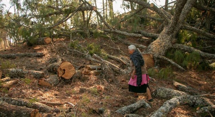 Acusan ecocidio en Oaxaca por tala en bosques de Juxtlahuaca para programa de manejo forestal