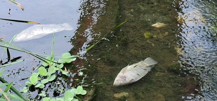 Cientos de peces aparecen muertos en río Las Nutrias en Juchitán, uno de los más contaminados de Oaxaca