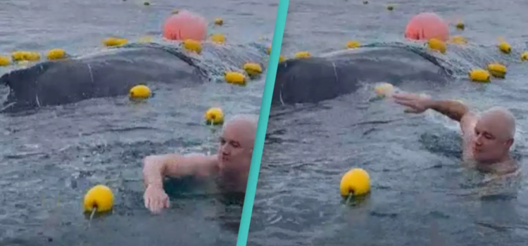 Grupo de amigos enfrentan multas por rescatar a ballena jorobada atrapada en red Grupo de amigos enfrentan multas por rescatar a ballena jorobada atrapada en red