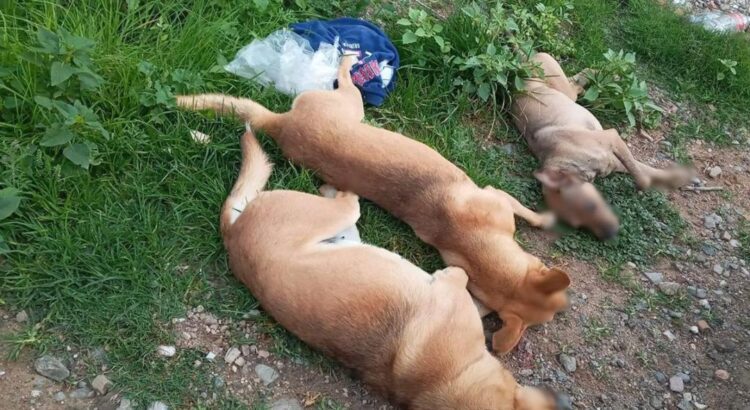 Fiscalía de Oaxaca inicia investigaciones periciales tras presunto envenenamiento masivo de perros en Nochixtlán