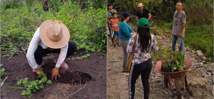 Para mitigar daños ambientales de la Línea K del Tren Transístmico, siembran 11 mil plantas en Oaxaca