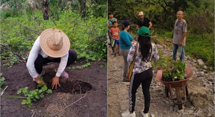 Para mitigar daños ambientales de la Línea K del Tren Transístmico, siembran 11 mil plantas en Oaxaca