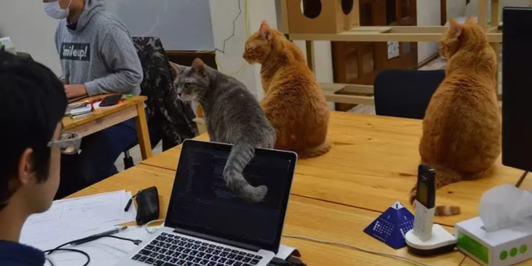 Los gatos de oficina: la innovadora estrategia de una empresa japonesa para reducir el estrés