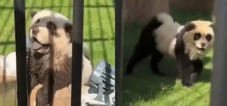 Zoológico dio a sus visitantes «perro por panda»