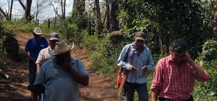 Reportan más de 50 hectáreas afectadas de gusano defoliador en Putla, en la Sierra Sur de Oaxaca