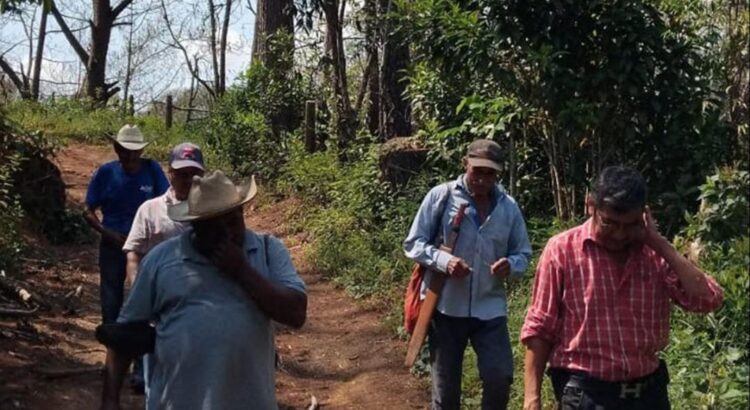 Reportan más de 50 hectáreas afectadas de gusano defoliador en Putla, en la Sierra Sur de Oaxaca