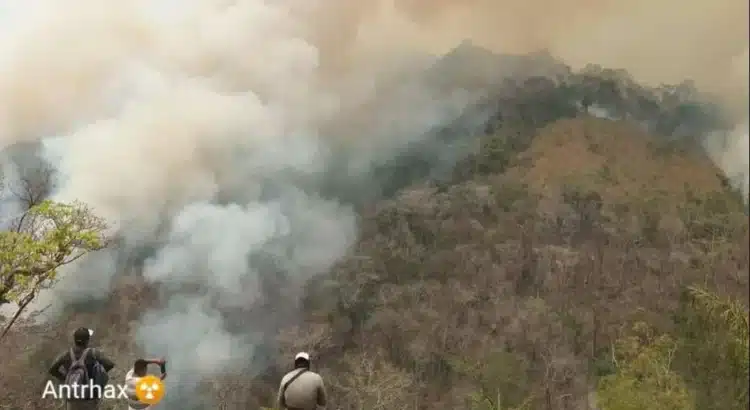 Con 416 mil hectáreas, Oaxaca es el segundo estado del país que perdió más bosques por incendios