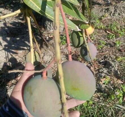 Afecta inseguridad a productores de mango de Oaxaca