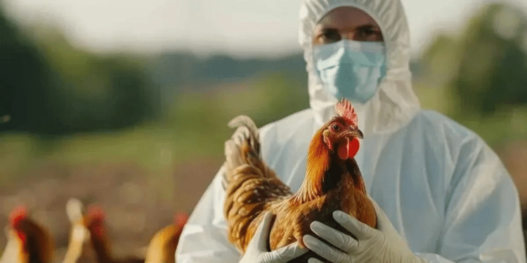 Confirman primer caso de influenza aviar H5N1 en México Confirman primer caso de influenza aviar H5N1 en México