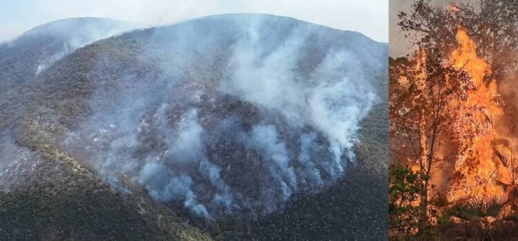 Incendio forestal azota a la Reserva de la Biosfera Cuicatlán; hay 11 incendios activos en Oaxaca