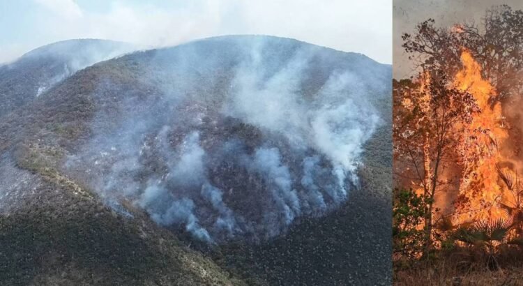 Incendio forestal azota a la Reserva de la Biosfera Cuicatlán; hay 11 incendios activos en Oaxaca