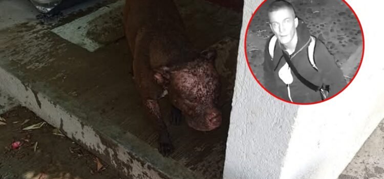 Inician investigación por agresión con ácido a dos perros en Cuilápam de Guerrero, Oaxaca Inician investigación por agresión con ácido a dos perros en Cuilápam de Guerrero, Oaxaca