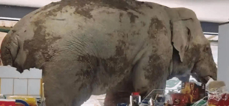 Elefante entró a robar a tienda de conveniencia Elefante entró a robar a tienda de conveniencia