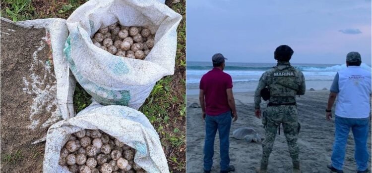 Rescatan miles de huevos de tortuga golfina en santuario de la Costa de Oaxaca; saqueadores se fugan Rescatan miles de huevos de tortuga golfina en santuario de la Costa de Oaxaca; saqueadores se fugan