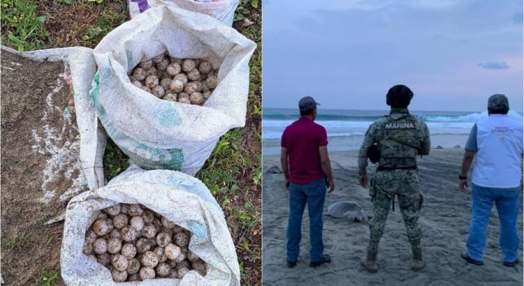 Rescatan miles de huevos de tortuga golfina en santuario de la Costa de Oaxaca; saqueadores se fugan