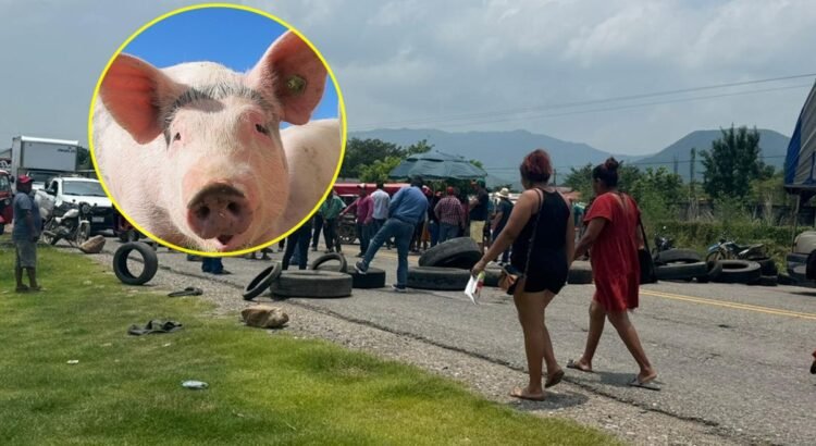 Pobladores bloquean la carretera Panamericana en Oaxaca por 2 cerdos Pobladores bloquean la carretera Panamericana en Oaxaca por 2 cerdos