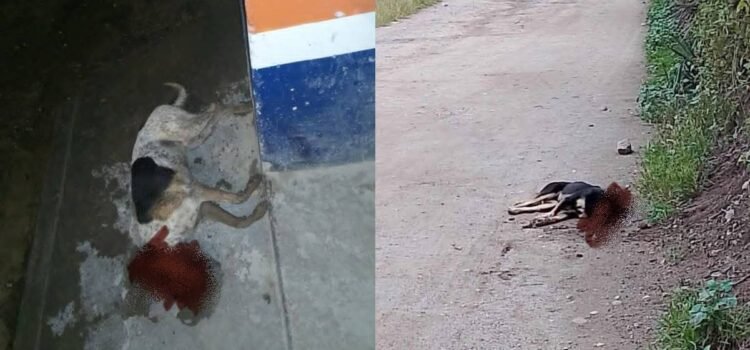 Continúa envenenamiento masivo de perros en Pueblo Mágico de Oaxaca; autoridades se deslindan