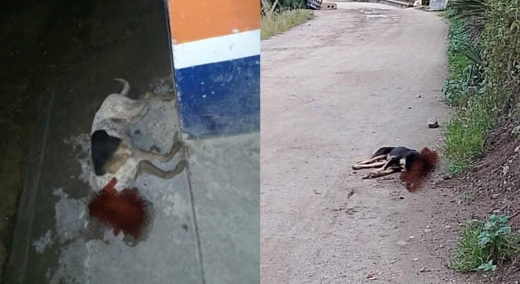 Continúa envenenamiento masivo de perros en Pueblo Mágico de Oaxaca; autoridades se deslindan