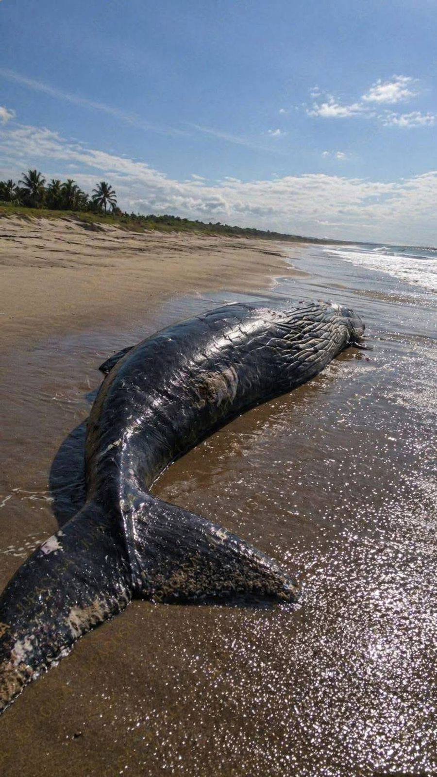 Hallan ballena muerta en la playa de San Mateo del Mar; piden a la población no acercase a la zona